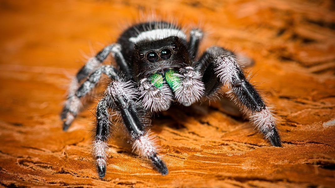 Eine der bekanntesten Springspinnen ist Phidippus regius.