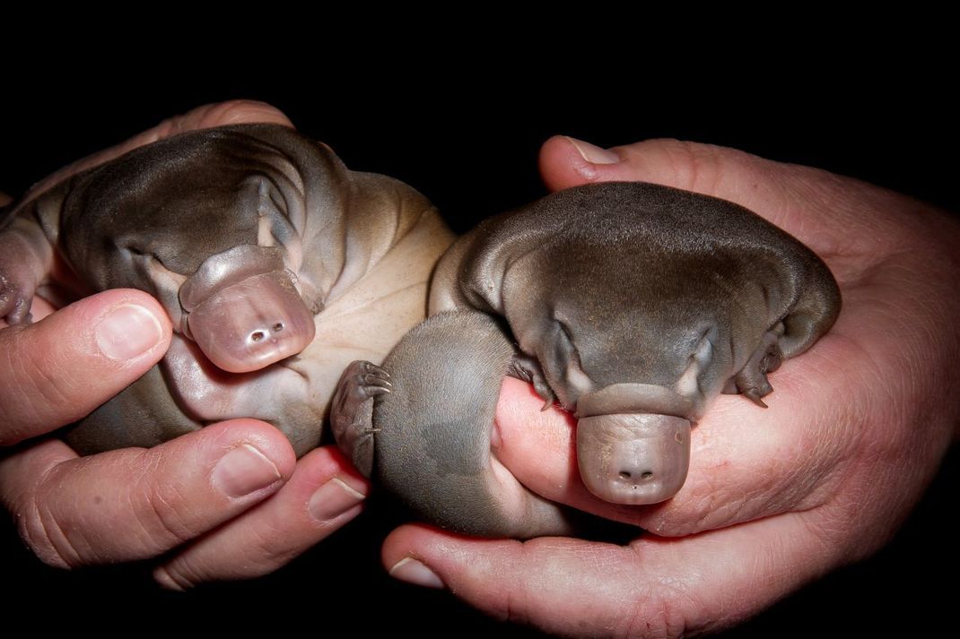 Schnabeltier-Junge sind beim Schlüpfen nur so groß wie der kleine Finger. Diese beiden hier sind schon gut gewachsen.