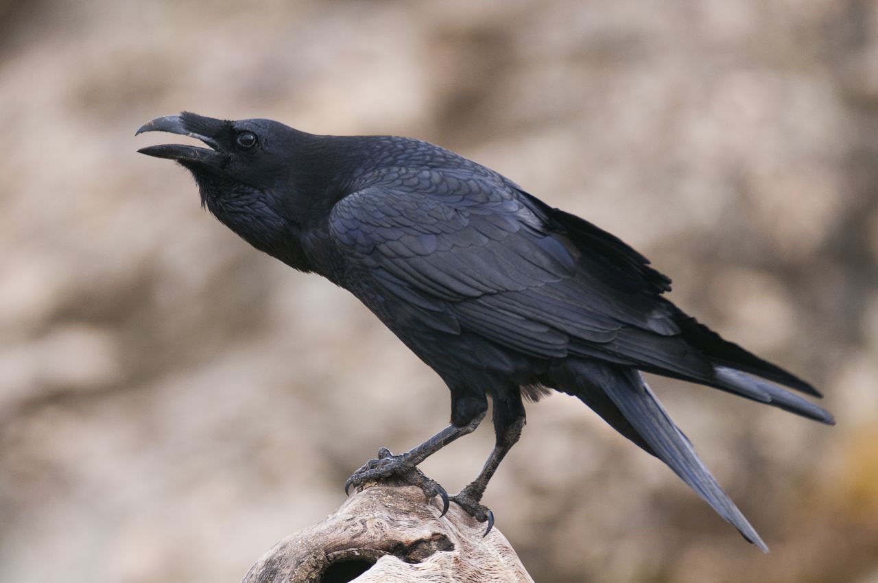 Übrigens: Auch andere Vögel können Stimmen imitieren. Dazu gehören Raben, Krähen, Stare oder Eichelhäher.