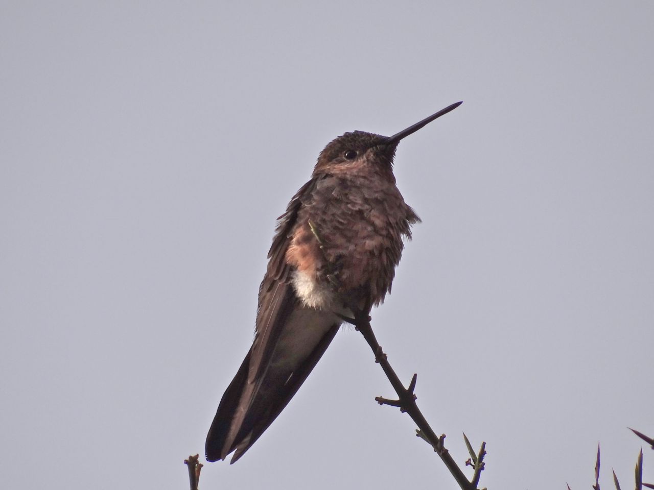 Der Größte in der Familie ist der Riesenkolibri mit einer Länge von bis zu 22 Zentimetern. Der "Brummer" der Anden verteidigt seine Futter-Plätze vehement. Blüten-Nektar saugt er nicht im typischen Schwirr-Flug auf, sondern meist im Sitzen. Und noch eine Besonderheit: Aufgrund seiner Größe schlägt er deutlich langsamer mit den Flügeln (10 bis 15 Mal pro Sekunde) als andere Kolibri-Arten.