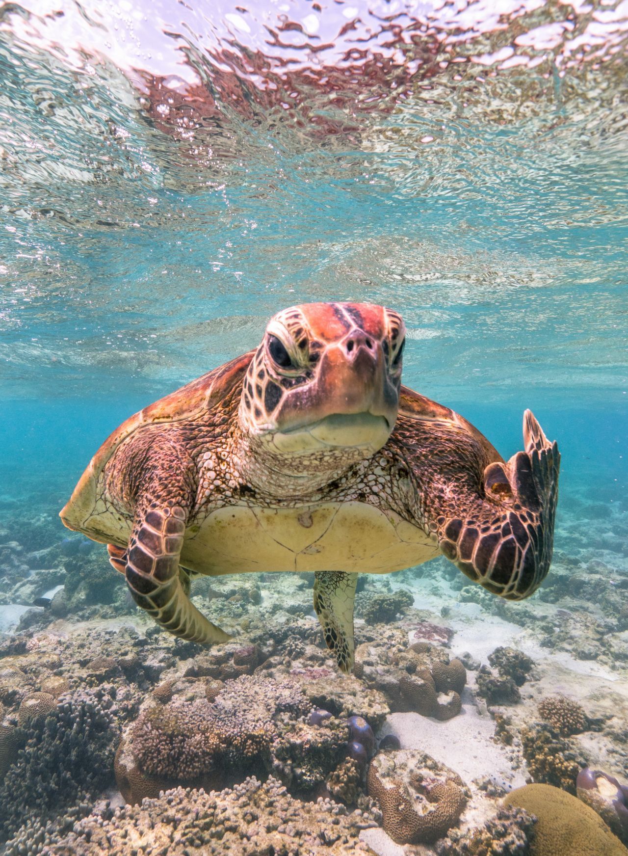 "Terry the Turtle flipping the bird": Was hat die Meeresschildkröte vor der Ostküste Australiens dazu gebracht, den Stinkefinger zu zeigen? Wollte sie nicht fotografiert werden? 