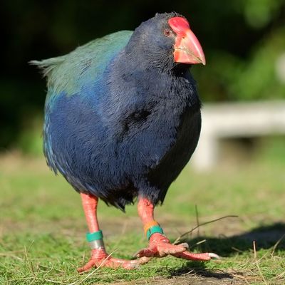 Takahē