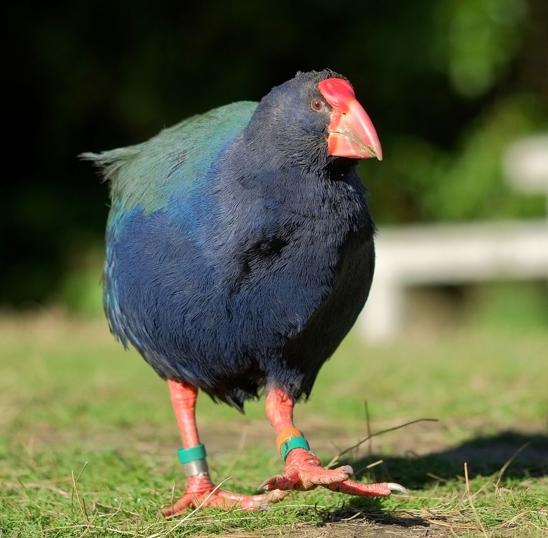 Der Takahē galt lange Zeit als ausgestorben. Nun wurden 18 Exemplare in Neuseeland ausgewildert.