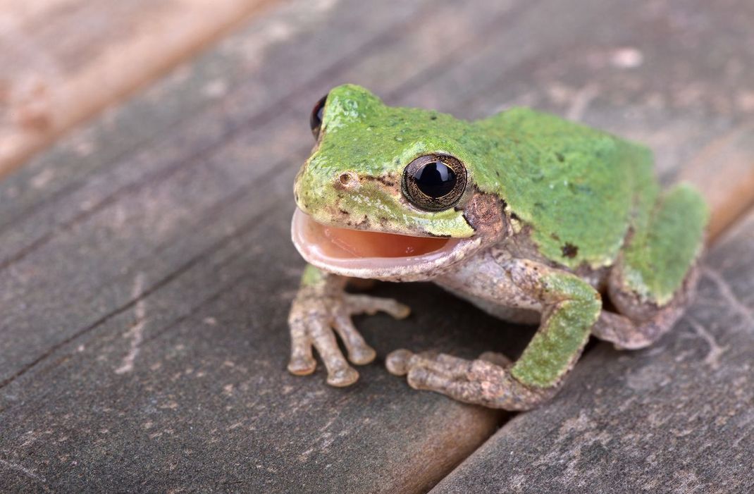 Noise Cancelling im Tierreich? Was bei Kopfhörern funktioniert hilft auch Frau Laubfrosch.