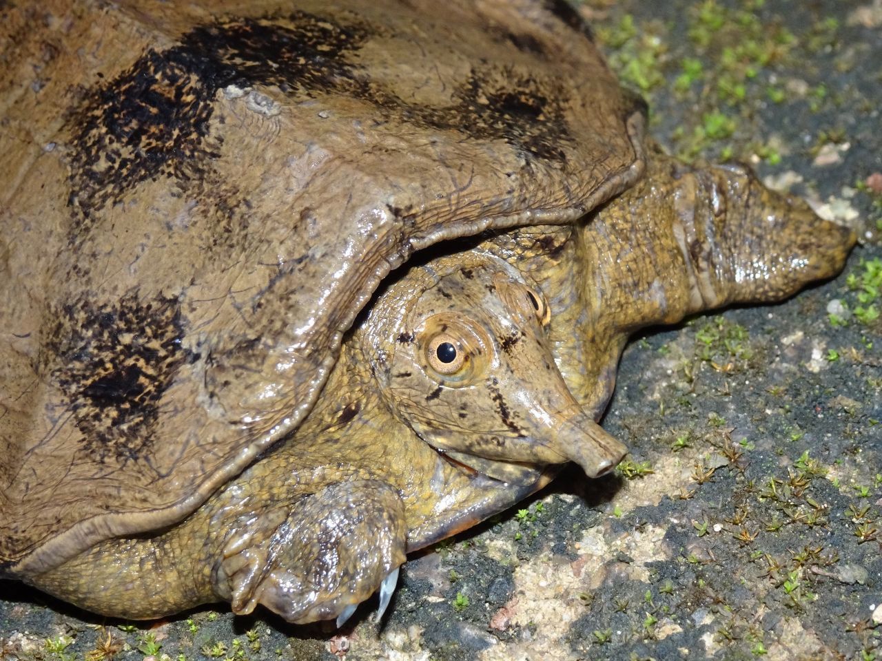 Ein echter Hingucker ist Pelodiscus variegatus: Die kleine, gefleckte Schildkröte hat eine Nase, die einer Miniaturausgabe eines Elefantenrüssels gleicht. Gefahr droht der 2020 entdeckten Art durch Wilderei, denn Weichschildkröten gelten als Delikatesse und werden zu hohen Preisen illegal gehandelt.