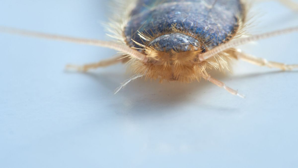 Papierfischchen - Ctenolepisma longicaudata