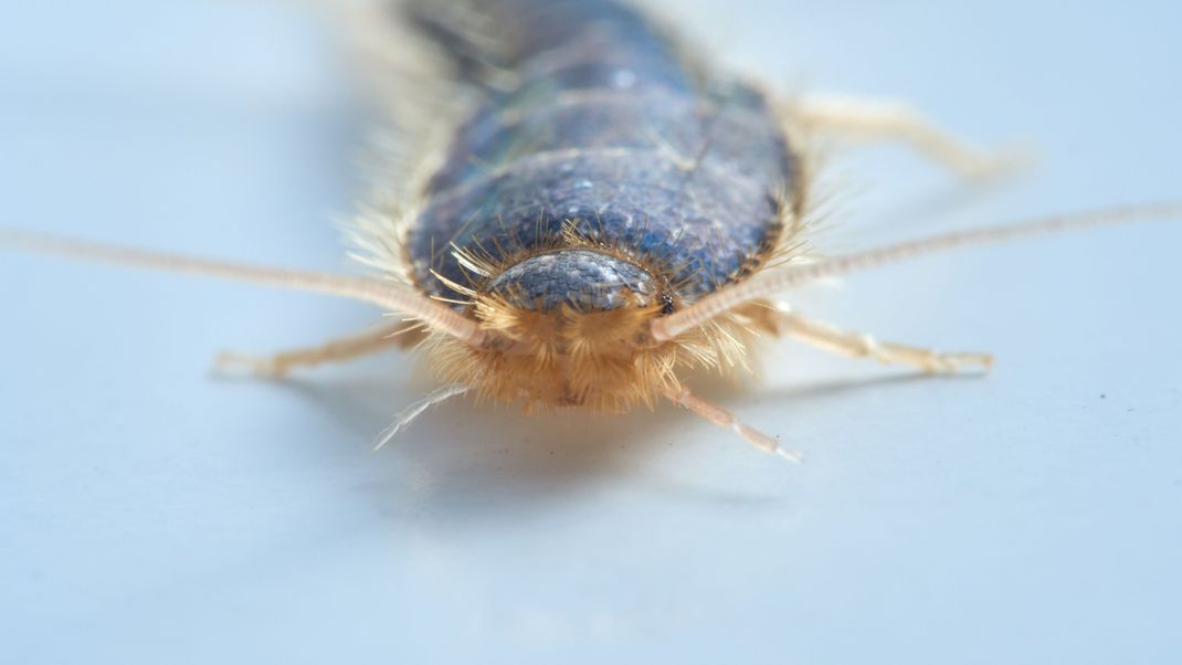 Eng mit dem Silberfischchen verwandt: Das Papierfischchen oder auch Ctenolepisma longicaudata.
