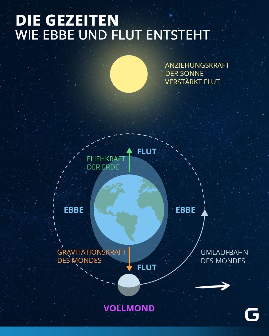 Bei Vollmond werden die Gravitationskräfte des Mondes erneut durch die Sonne verstärkt und es kommt zur Springflut.