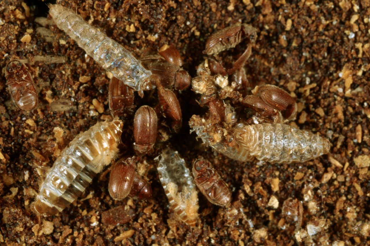 Brotkäfer und ihre Larven: Während die Käfer selbst braun sind, haben die Larven eine weiße Farbe - und sind größer.