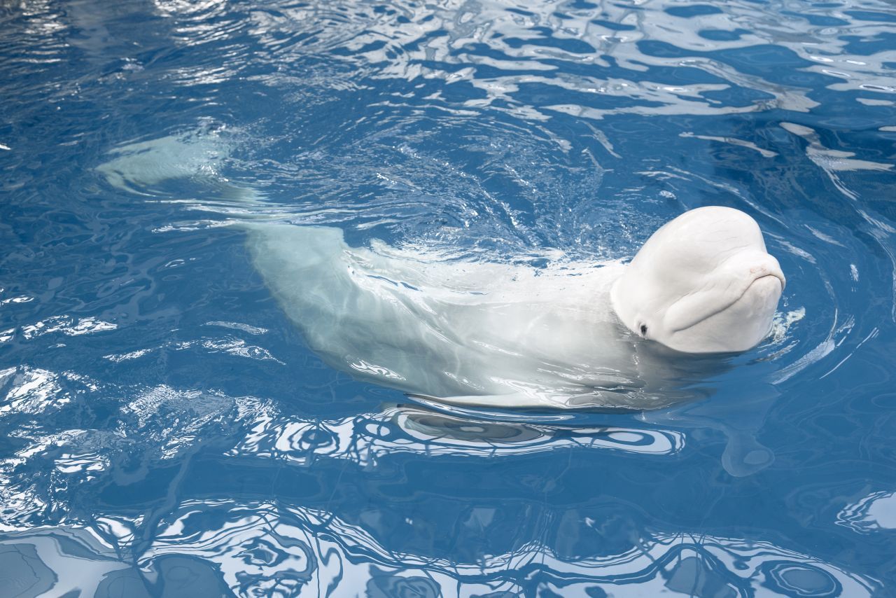 Auch Wale retteten im Laufe der Geschichte immer wieder Menschenleben. Auch das einer jungen Apnoe-Taucherin, die an einem Wettbewerb teilnahm. Die Challenge: Im Beluga-Becken des chinesischen Vergnügungs-Parks "Polar Land" so lange unter Wasser bleiben wie möglich. Die Taucherin wurde unbemerkt bewusstlos und wäre fast ertrunken. In letzter Minute nahm sie ein Beluga vorsichtig ins Maul und brachte sie an die Oberfläche. 