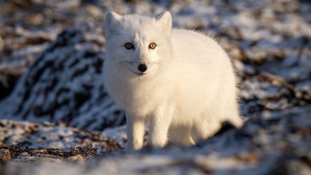 Ein Polarfuchs im weißen Winterfell.