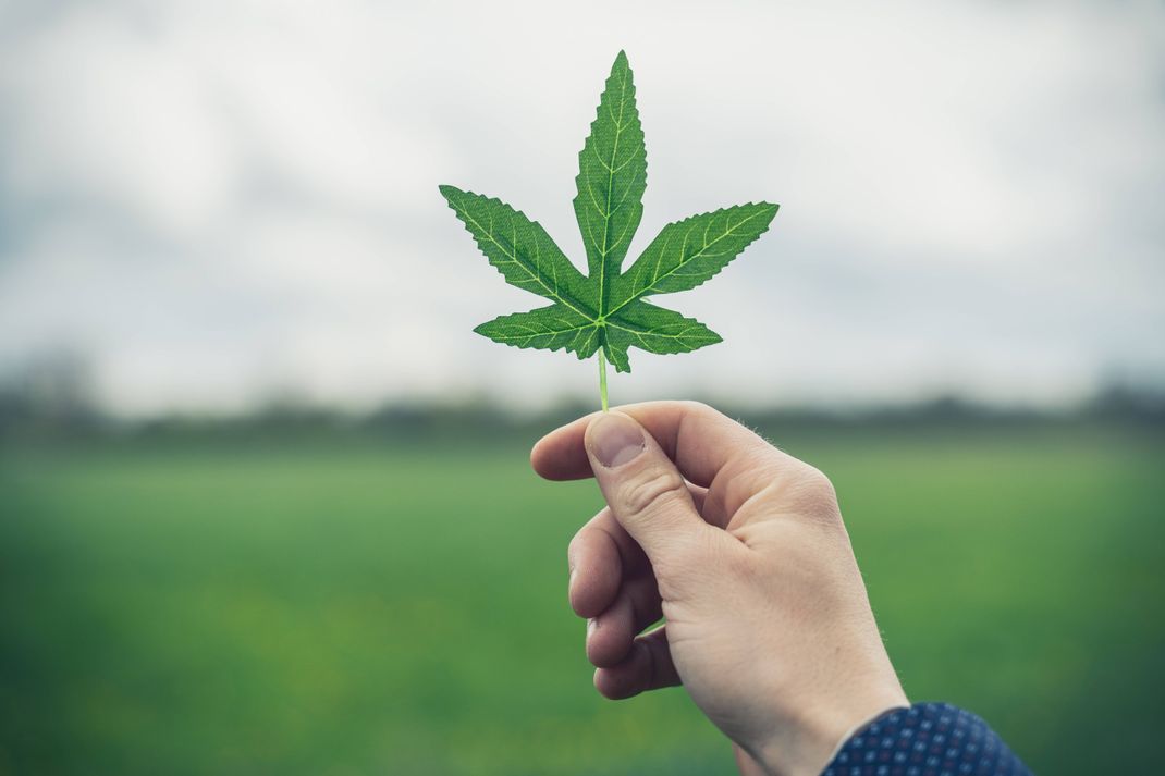 So sieht ein Cannabis-Blatt aus. 