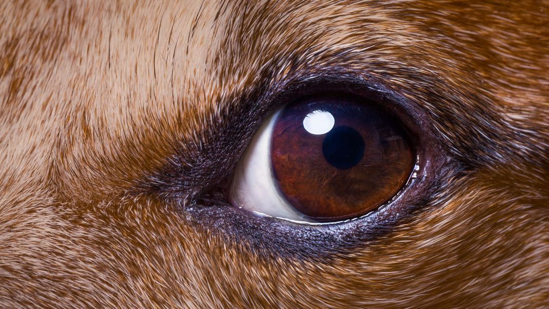 Anders als Menschen-Augen besitzen Hunde zwei Zapfentypen und ein Tapetum lucidum in der Aderhaut. Dadurch sehen sie zwar weniger Farben, können jedoch in der Dunkelheit besser Bewegungen wahrnehmen.