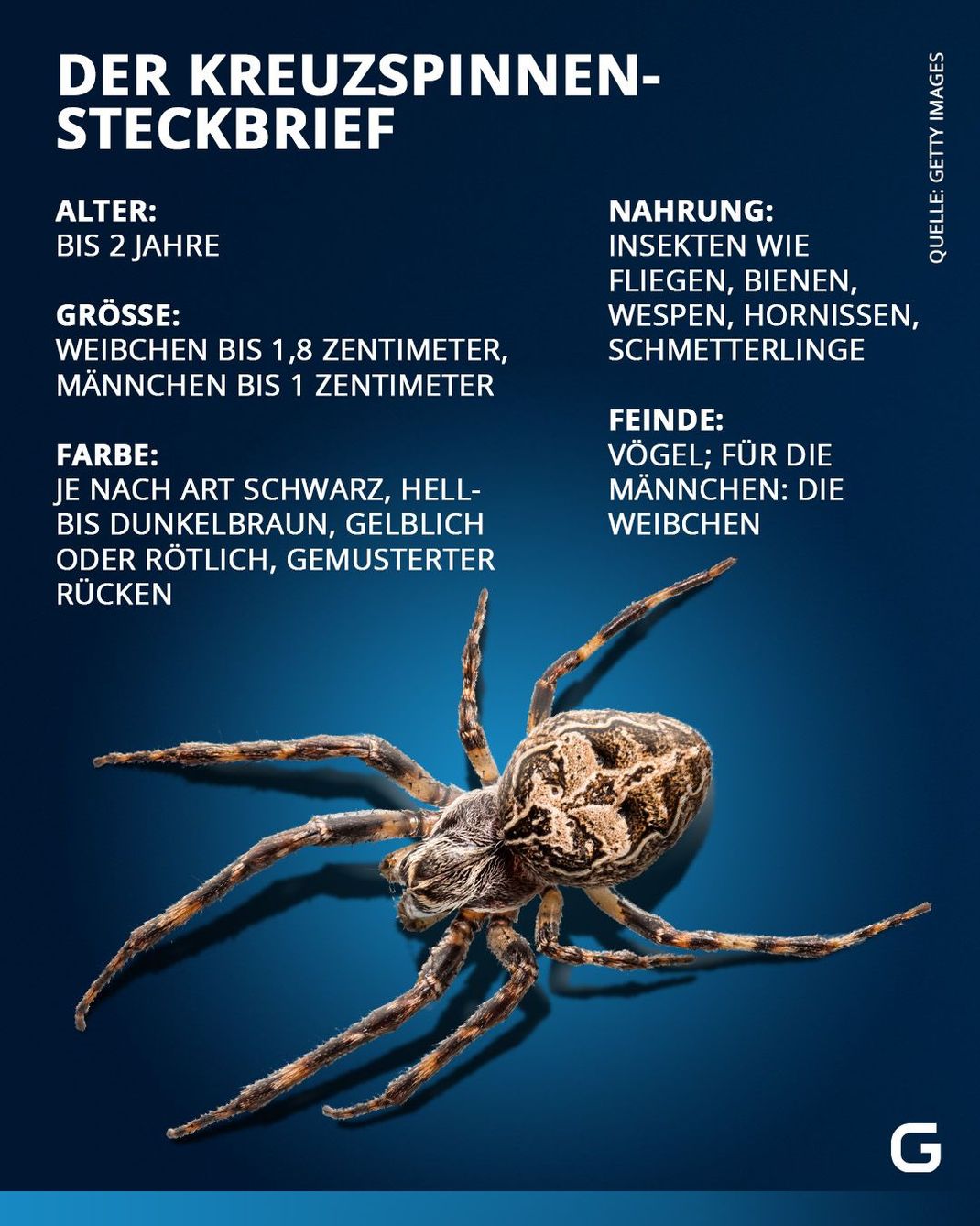 Die wichtigsten Daten zur Kreuzspinne im Steckbrief.