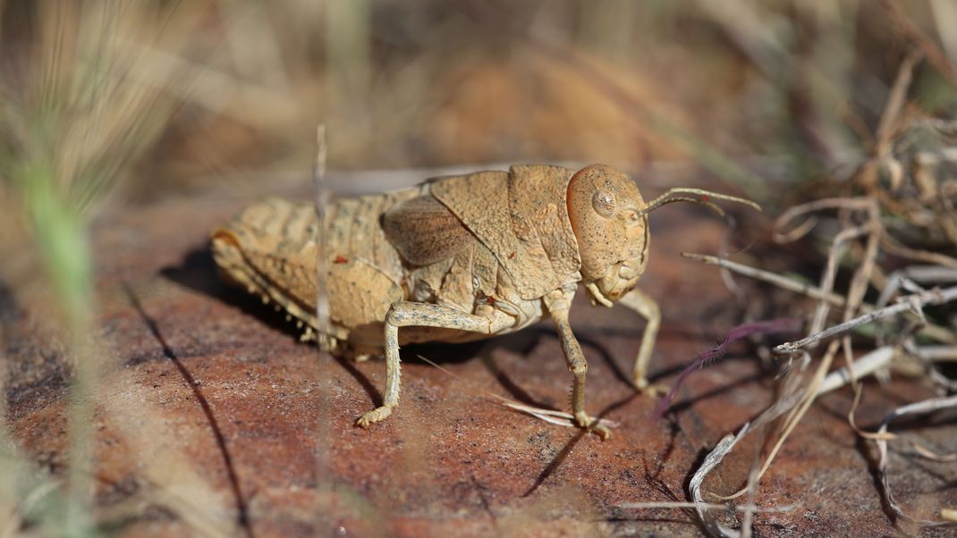 Eine Crau-Schrecke (Prionotropis rhodanica). Sie kommt nur in der Crau-Steppe in Südfrankreich vor und ist vom Aussterben bedroht. 