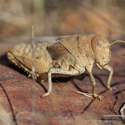 Eine Crau-Schrecke (Prionotropis rhodanica). Sie kommt nur in der Crau-Steppe in Südfrankreich vor und ist vom Aussterben bedroht. 