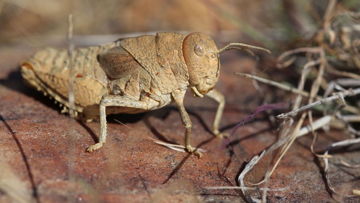 Eine Crau-Schrecke (Prionotropis rhodanica). Sie kommt nur in der Crau-Steppe in Südfrankreich vor und ist vom Aussterben bedroht. 