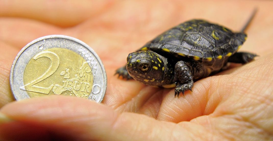 So klein sind Europäische Schildkröten noch mit einem Jahr - leichte Beute also.