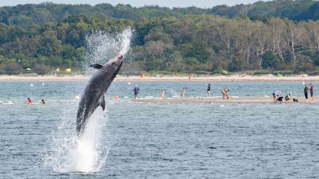 Travemünde: Ein Delfin springt in der Trave vor dem Strandbad aus dem Wasser. 