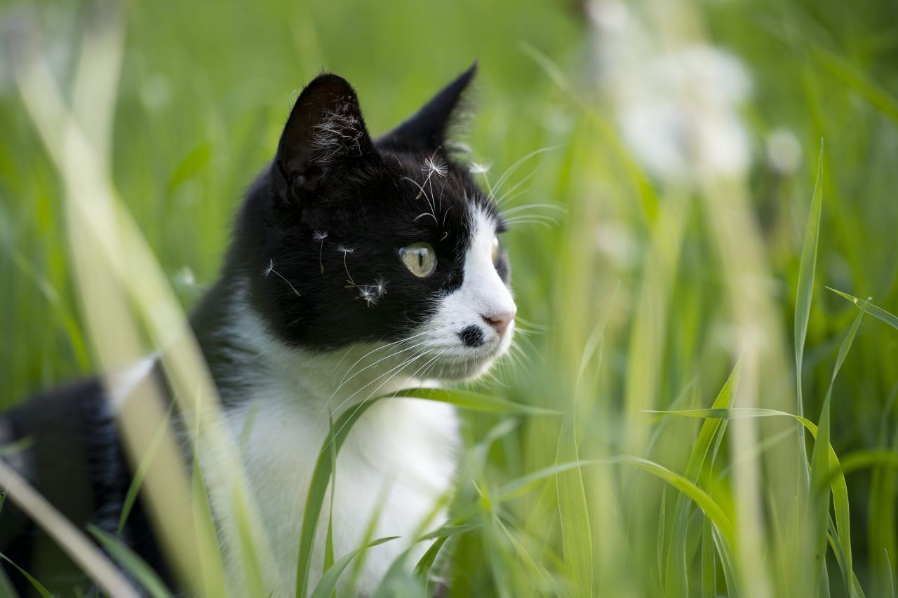 Katzen: Es gibt kaum wissenschaftliche Beweise für ihre diagnostischen Fähigkeiten, dafür aber immer wieder Einzelberichte: So soll die englische Missy sich immer wieder auf die Brust ihres Frauchens gelegt haben, genau auf die Stelle, an der ein Tumor saß. Kater Oscar lebt in den USA in einem Seniorenheim. Setzte er sich zu Patient:innen ans Bett, hatten die nur noch wenige Stunden zu leben. Seine Vorhersagen waren so genau,