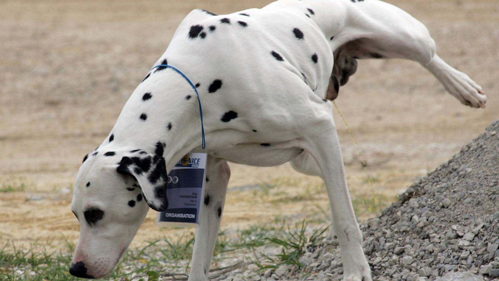 
                <strong>Dalmatiner</strong><br>
                Vor allem Hundefreunde werden nun juchzen und den Kroaten die Daumen drücken, denn die Dalmatiner stammen aus Kroatien. Sie sind nach der historischen Region Dalmatien benannt. Dort wurden sie früher gezüchtet.
              