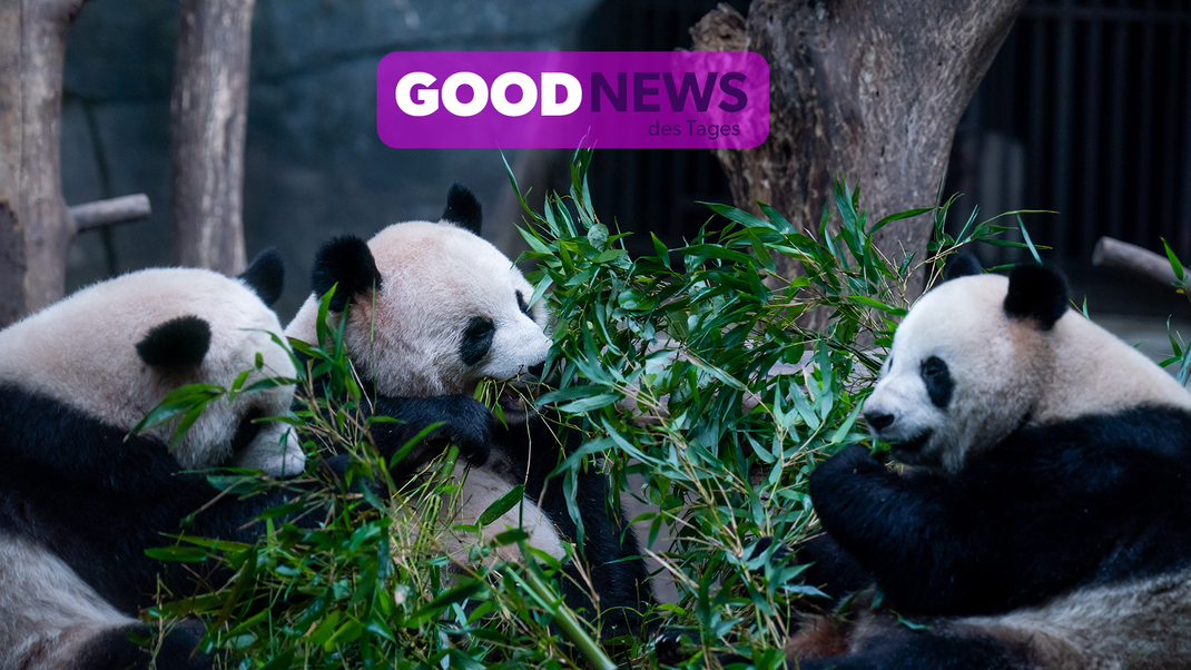 Der Pandabestand hat sich seit den Achtzigerjahren deutlich erholt.