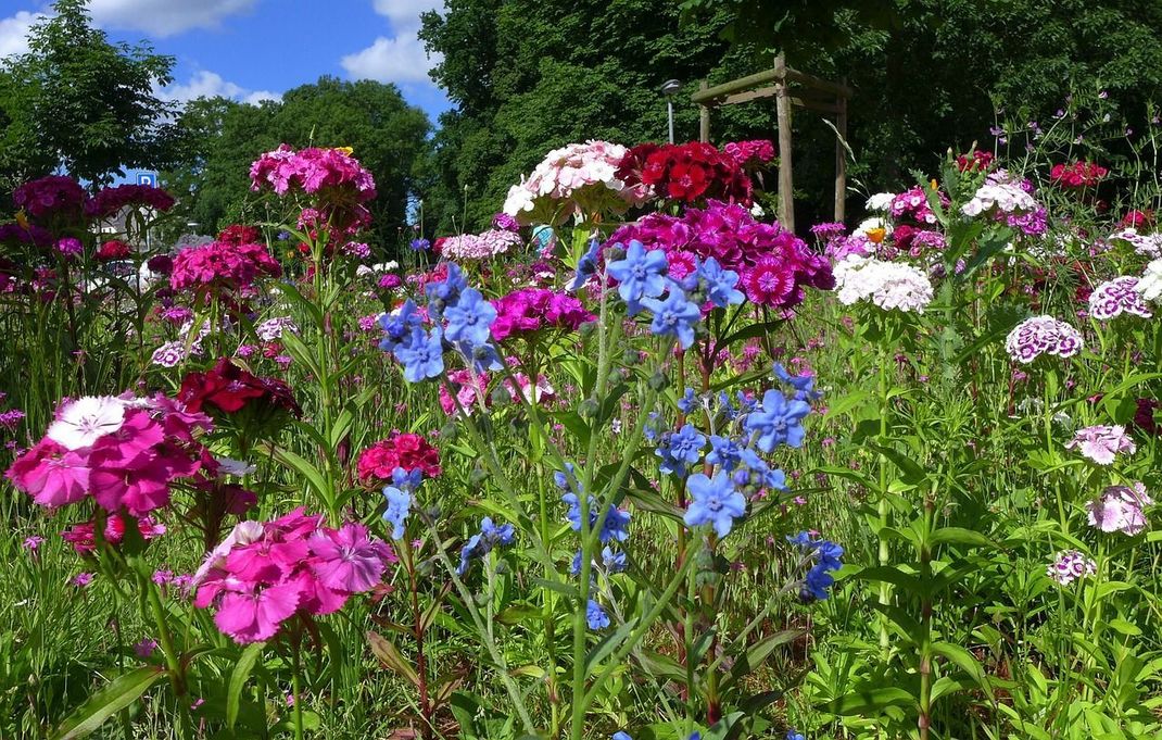 Warum Blümchensex nicht wörtlich nehmen und sich auf einer Blumenwiese vergnügen?!