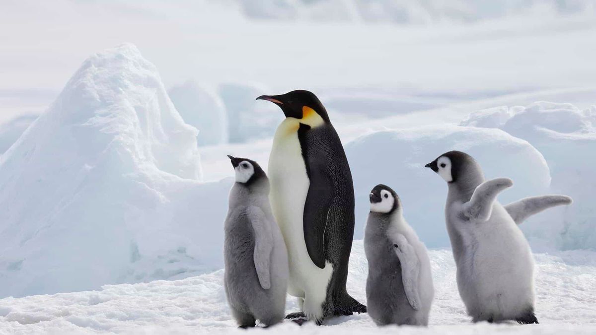 Pinguine