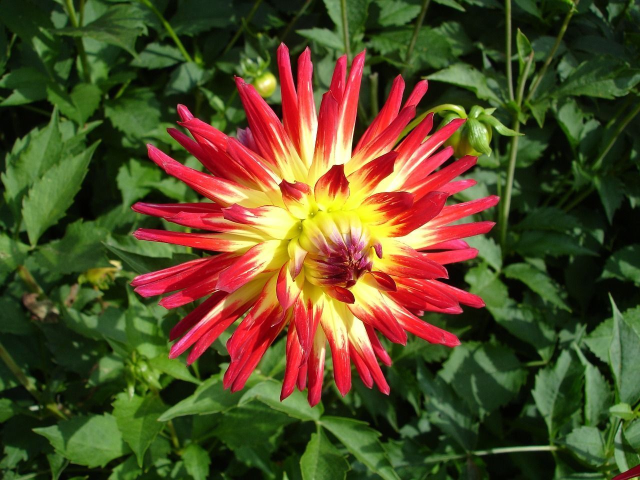 Dahlien überwintern, vorziehen und vermehren SAT.1 Ratgeber