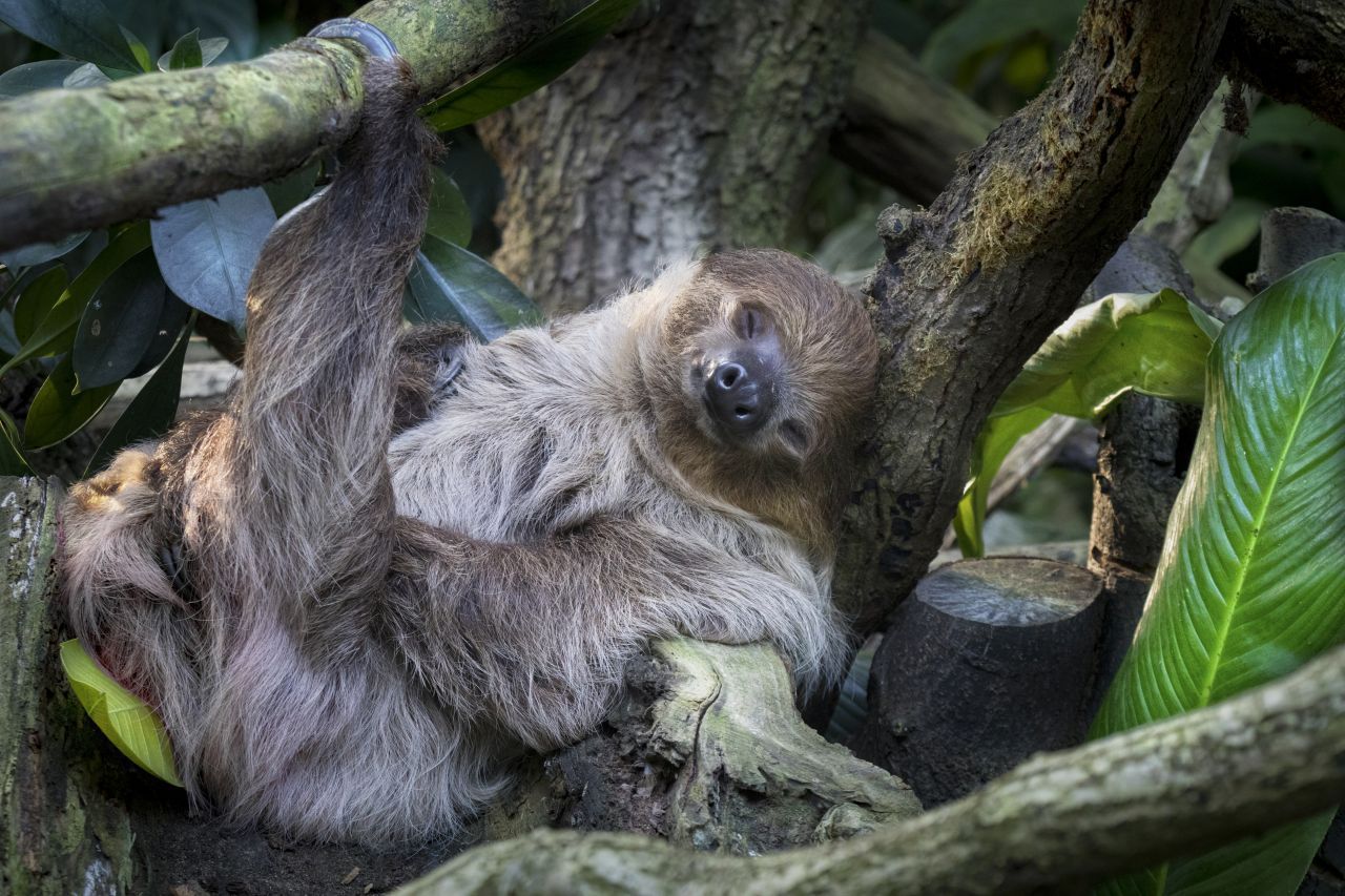 Faultiere machen ihrem Namen alle Ehre. Sie schlafen in Zoo-Haltung bis zu 20 Stunden am Tag, in freier Wildbahn rund 10 Stunden. Sie hängen dabei am Baum.