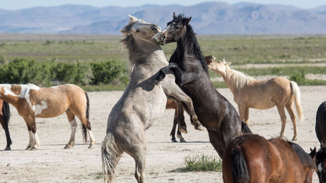Kämpfe zwischen Junghengsten gehören bei Mustangs zum Herdenleben dazu. So klären die Tiere die Rangordnung.