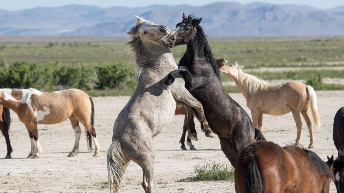 Kämpfe zwischen Junghengsten gehören bei Mustangs zum Herdenleben dazu. So klären die Tiere die Rangordnung.