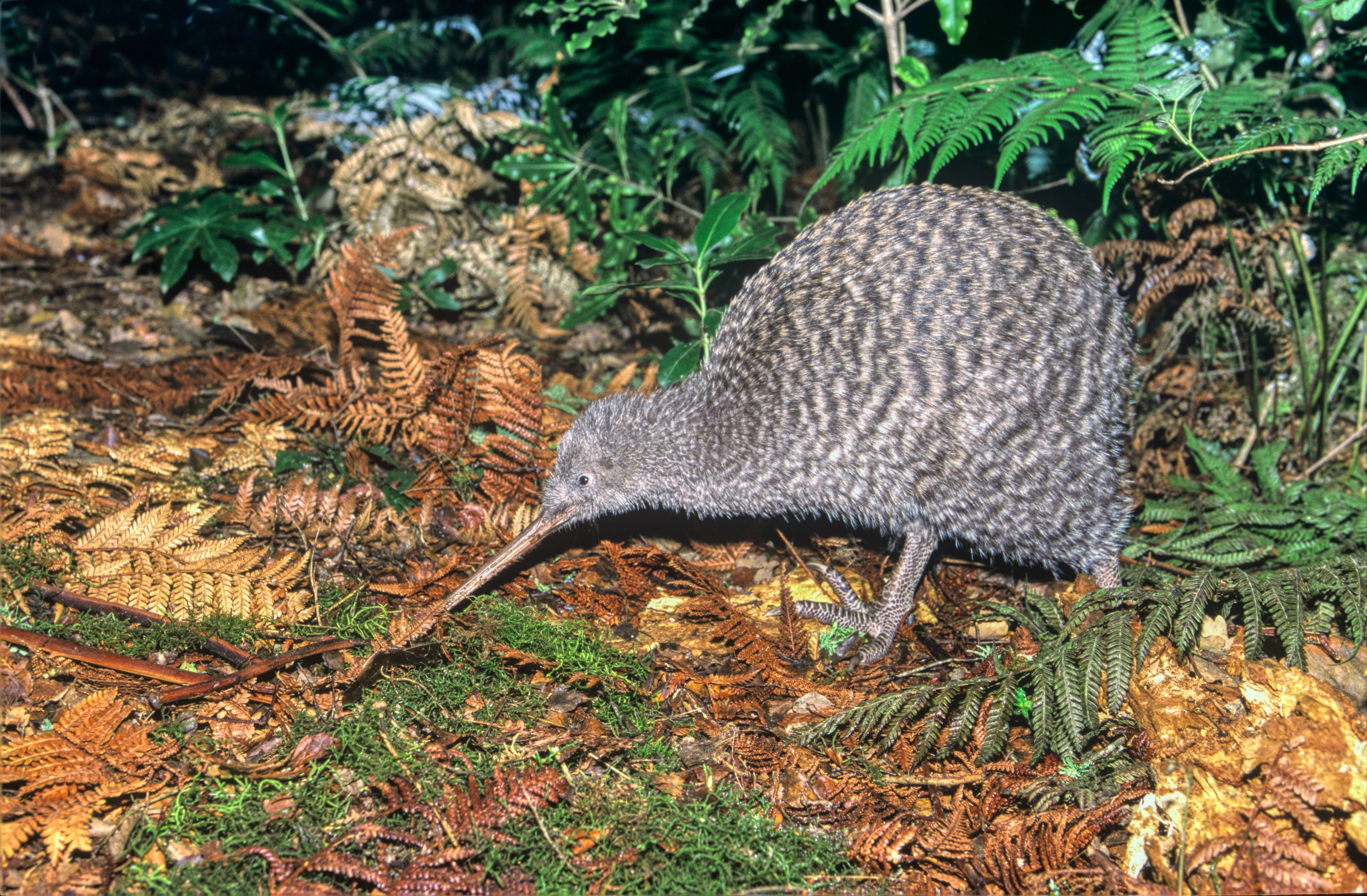 Der Große Fleckenkiwi oder Haastkkiwi sind um die 60 Zentimeter lang. Sie lebt nur noch in drei kleinen Regionen im Nordwesten der Südinsel Neuseelands.