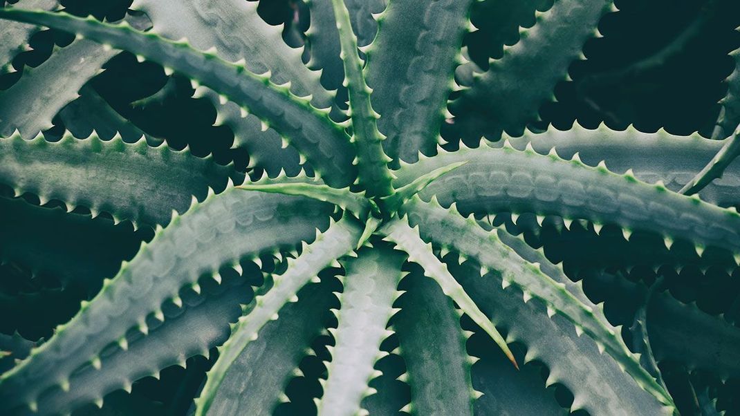 Die Aloe Vera gilt als reichhaltiger Feuchtigkeitsspender für deine Haut – warum du auch bei veganer Rasur nicht auf die feuchtigkeitsspendende Wirkung der Pflanze verzichten solltest, erfährst du im Artikel. 
