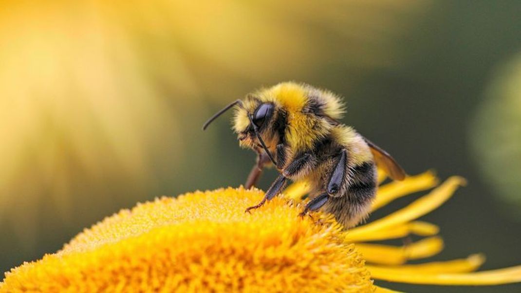 Weltbienentag: Warum Bienen verschwinden und was du dagegen tun kannst