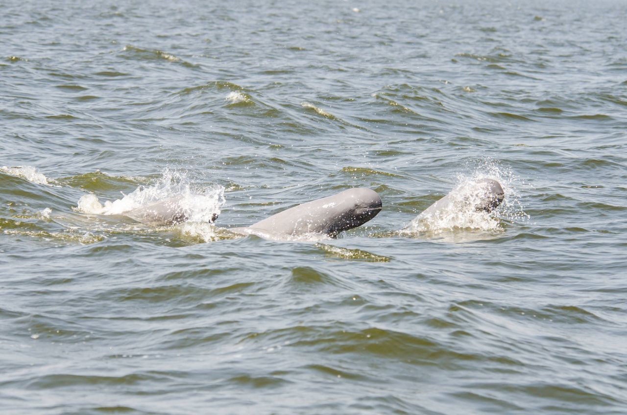 Auch der Irawadi-Flussdelfin, benannt nach dem Strom in Südostasien, hat eine verschwindend winzige bis gar keine Rückenflosse, und zählt zu den seltensten Delfinen der Welt.