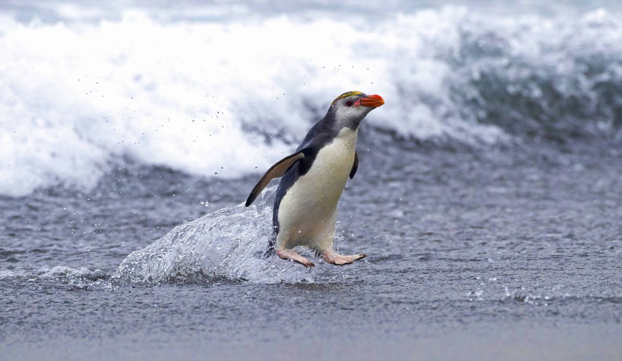 Ein Hauben-Pinguin springt in Australien an Land. Population: 1,7 Millionen.