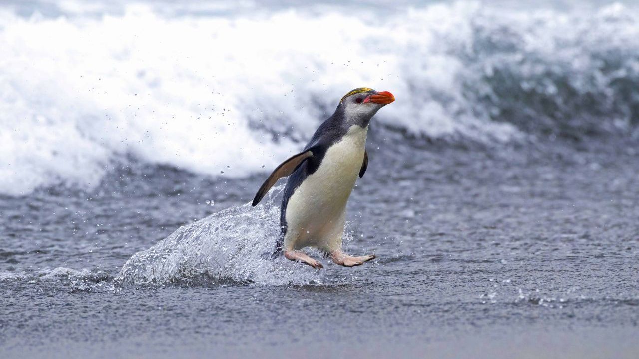 Ein Hauben-Pinguin springt in Australien an Land. Population: 1,7 Millionen.