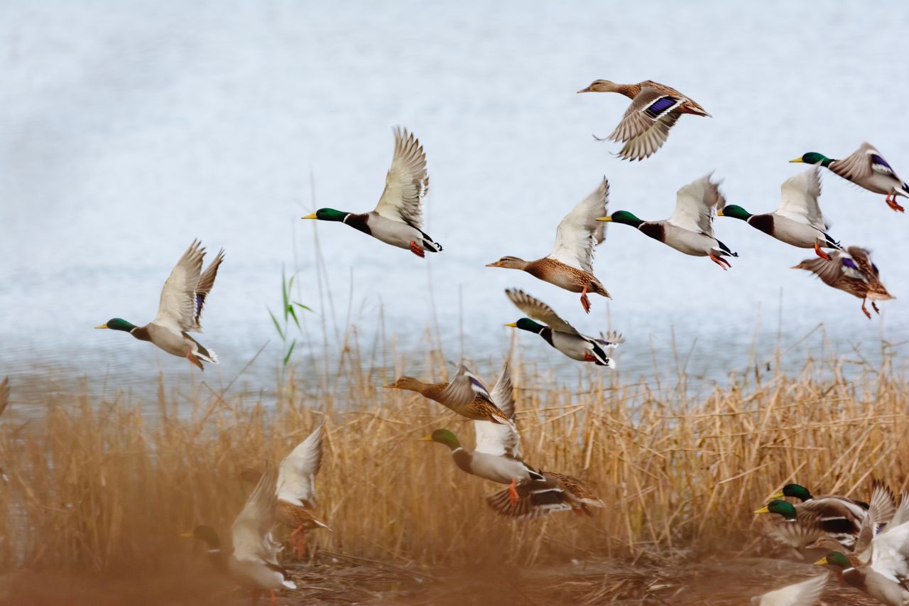 Eine junge Wildente kann schon nach spätestens acht Wochen fliegen. In der Wildnis können Enten zehn bis 15 Jahre alt werden.