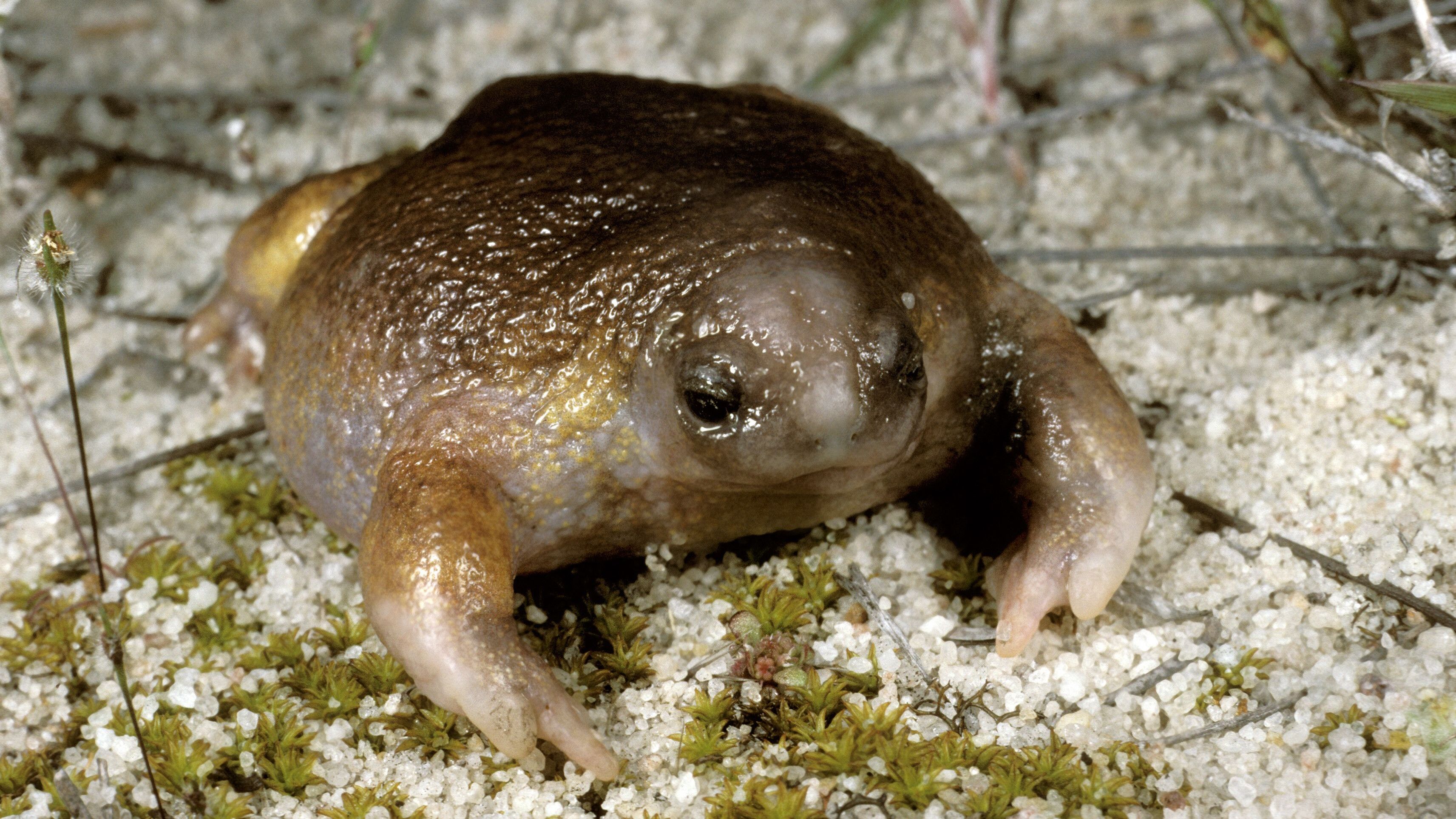 Der Schildkrötenfrosch nutzt seine Beine, um kopfüber im Erdboden Löcher von etwa 1,15 m Tiefe zu graben. In diesen Vertiefungen legt er bis zu 38 große Eier mit einem Durchmesser von 7,4 mm ab. Die Eiablage erfolgt während intensiver Regenfälle. Das Kaulquappenstadium durchläuft er nicht im Wasser, sondern unter der Erde innerhalb der Eihülse.