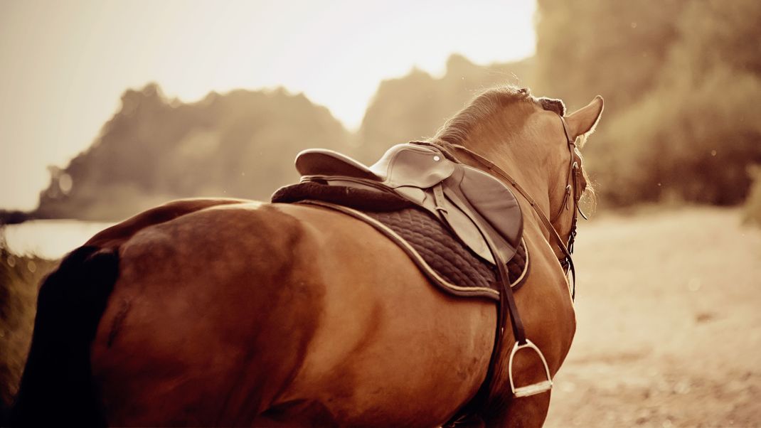 Eine 51-jährige Frau ist offenbar beim Führen oder Reiten ihres Pferdes im hessischen Waldrode gestürzt und ums Leben gekommen. (Symbolbild)