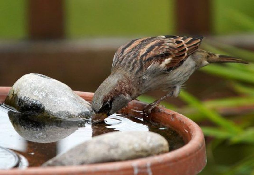Nicht nur für Vögel: Um verschiedene Tiere anzulocken, kann man Wassertränken mit unterschiedlicher Tiefe aufstellen.