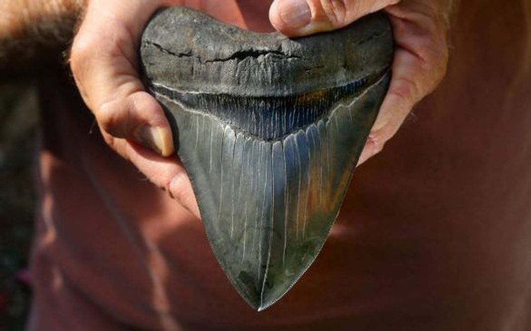 Ja, Megalodon-Zähne werden im Internet von Fossilien-Shops und immer wieder bei Auktionen oder auch bei Ebay angeboten. Nachbildungen gibt es bei Amazon.