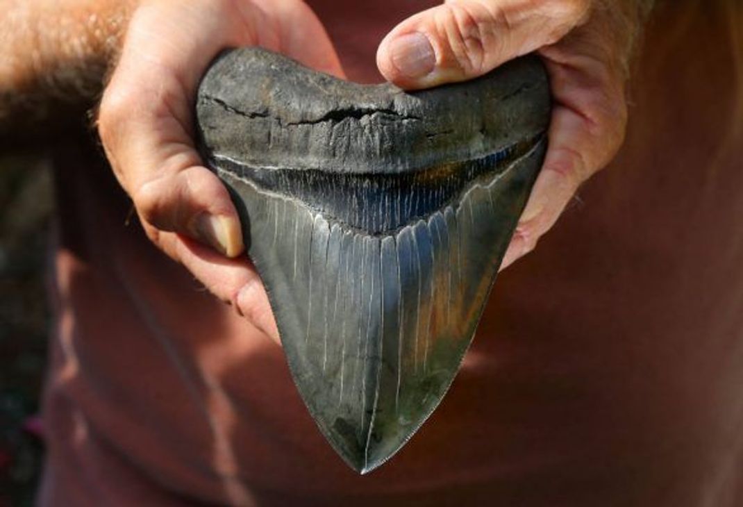 Ja, Megalodon-Zähne werden im Internet von Fossilien-Shops und immer wieder bei Auktionen oder auch bei Ebay angeboten. Nachbildungen gibt es bei Amazon.