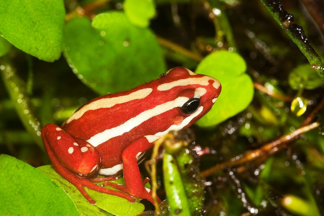 Der Dreifarbige Baumsteiger ist in Ecuador beheimatet. Durch die Abholzung der Regenwälder sind viele Pfeilgiftfrösche vom Aussterben bedroht.