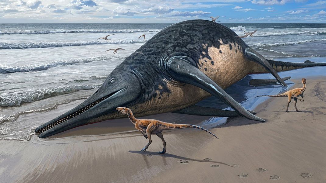 Vor etwa 200 Millionen Jahren lebten Fischsaurier, die wohl so groß wie heutige Blauwale werden konnten.