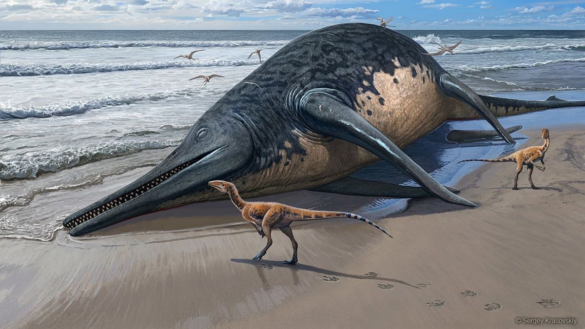 Vor etwa 200 Millionen Jahren lebten Fischsaurier, die wohl so groß wie heutige Blauwale werden konnten.