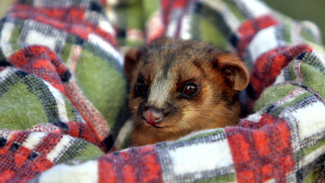 Ein Opossum erschreckte Brett Ingram im Weihnachtsbaum (Symbolbild).