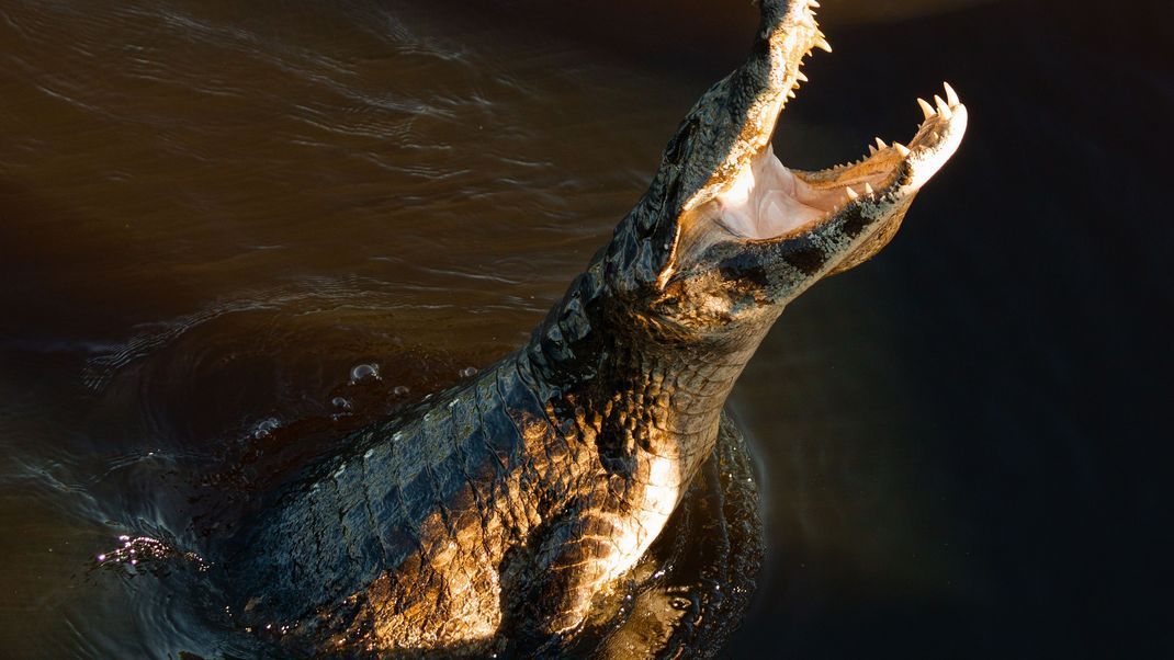 crocodile in the water