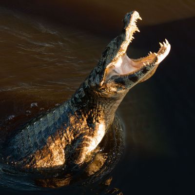 crocodile in the water